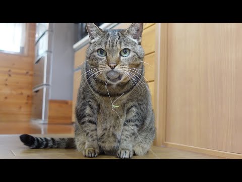 まる毛ボールを放したくないはな。-Hana doesn't want to let go of Maru's fur ball in her mouth.-