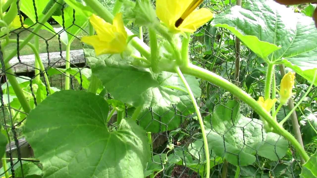 Tomato Flower Male And Female Parts Hand Pollination Method 