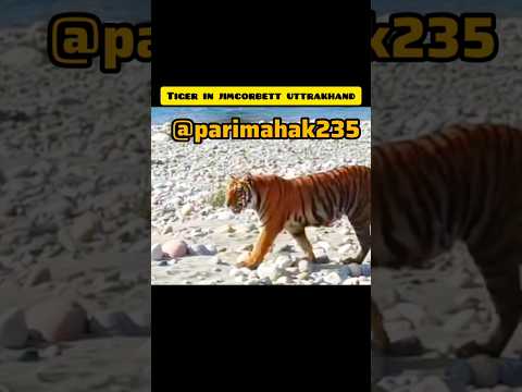 #jimcorbettwildlifeandnatureview #trending #shortsviral #viral #tiger #short #youtube #ytshorts