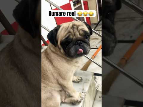 Humari reel😂😂😂 #ytshorts #pug #mypug #funnyanimals#funny #funnypets #2025 #comedy #funnyvideo