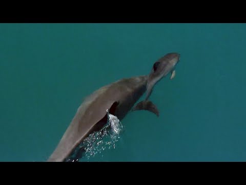 Young Female Attempts to Kidnap Baby Dolphin | Puck's Story Part 4 | Dolphins of Shark Bay