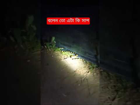 big snake #snake #wildlife #viralvideo
