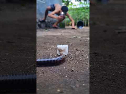 With passion and smart technique, this photographer finds it easy to photograph a millipede