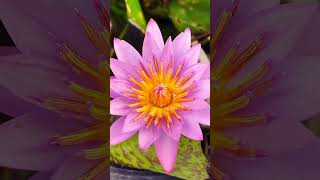 スイレンの花。-Water lily flower.- #flowers #plants #japan #waterlily #water 