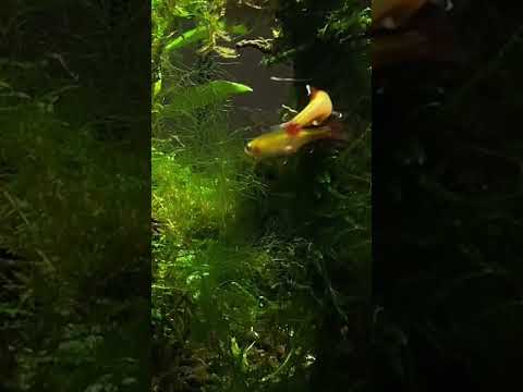 BREEDING awesome FISH (Golden White Cloud Mountain White Cloud mountain minnows breeding in my aquarium. I used java moss on some wood for this experim