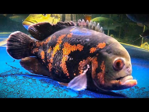 Helping out a local high school_ the grumpiest-eve Our website_  https_//fish-story.com/

You can connect with us on Monster Fish Keepers forum (screen