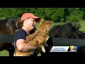 Farm honored for helping veterans with therapeutic care(WBAL) - 02:31 min - News - Video