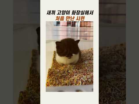 화장실에서 처음 <strong>만난</strong> 시련 #아기고양이 #반려묘 #냥이