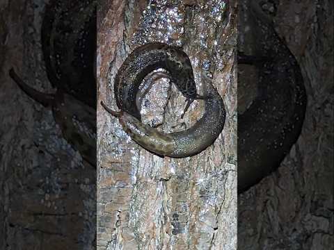 2 Leopard slug (Limax maximus) found on a tree with another smaller slug