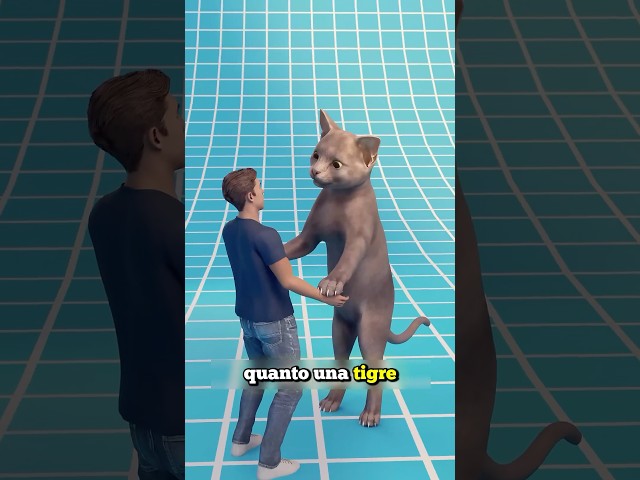 AVERE UN GATTO GROSSO QUANTO UNA TIGRE (credits: ​⁠@zackdfilms)
