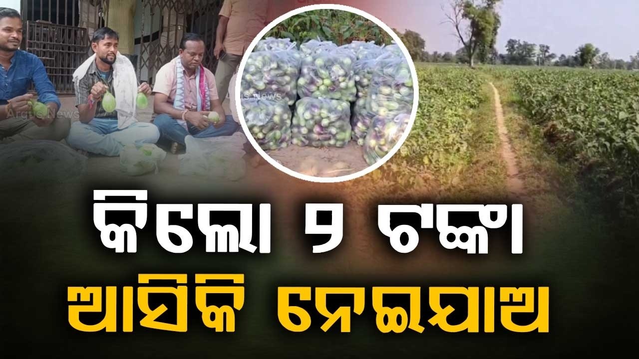 ବରଗଡ଼ର ଚାଷୀଙ୍କ ମୁଣ୍ଡରେ ଚଡ଼କ |Bargarh Farmers In Distress As Brinjal Prices Crash To Rs 2 |Argus News