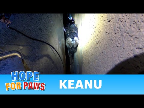 Scared abandoned dog hides in a spot that we couldn't reach, so I had no choice but...