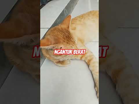 Ngantuk berat #cat