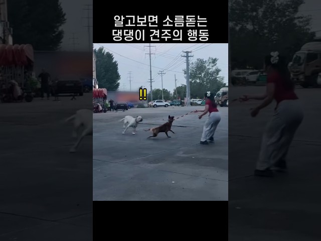 "죄송해요! 줄을 놓쳐서.." 갑자기 달려든 댕댕이와 주인이 수상했던 까닭