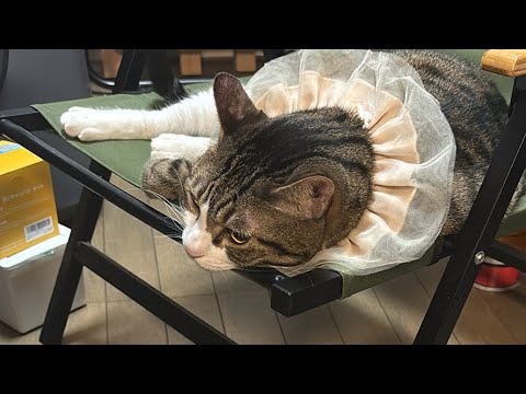 ドS猫・球太の9月14日(日)の日常をお届け サムネイル