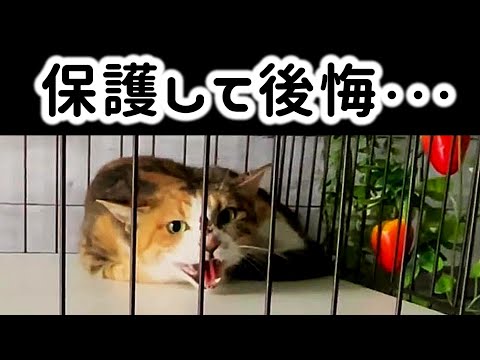 野良猫を保護。これでよかったのか、今でもずっと悩んでる。