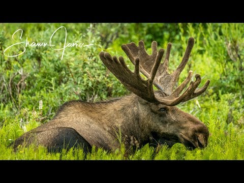Big Bull Moose in Alaska