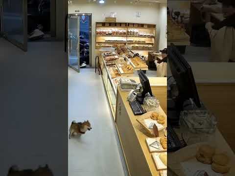 저 작은 강아지 힘이...?