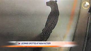 (VIDEO) RADNICI BEŽALI GLAVOM BEZ OBZIRA: ZALUTALI LEOPARD ZATVORIO JEDNU OD NAJVEĆIH FABRIKA AUTOMOBILA