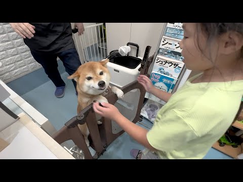 【日帰りお預け】柴犬をお迎えに行ったら喜びようが想像をはるかに超えていた【大阪旅行 後編】
