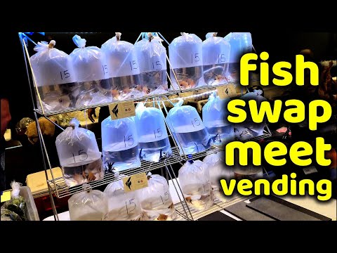 VENDING AT MY LOCAL FISH SWAP Join me as I take us through my journey of being a vendor at my local fish swap.