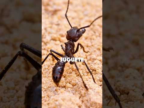 Hormiga bala 🐜🔫 #hormigas #ants #insects #animales #datoscurisos #sabiasque #curiosidades #shorts