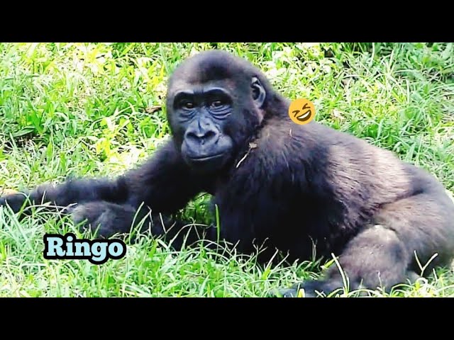 Ringo Takes a Quick Break—Then Gets Ready to Chase Jabali!😆🤪😊林戈先休息一下，準備出發去抓呷百二！