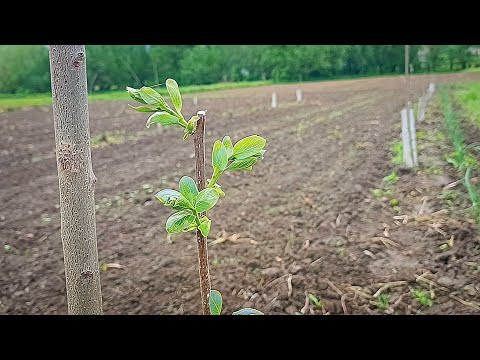 Розведення хурми в Україні. Результати розіграшу. Прививка, щеплення хурми