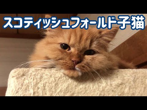 猫の動画サムネイル - スコティッシュフォールド面白い子猫