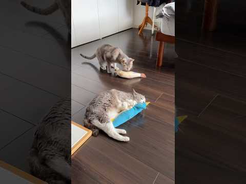 またたびをキメるモアクリ😼😼 #モアクリ
