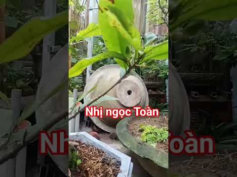 cây mai nhị ngọc Toàn