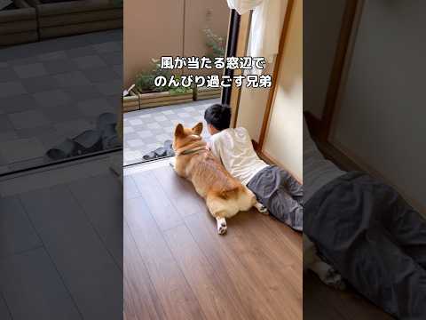 お兄ちゃんとふんわり風に寄り添う癒し系コーギーのかわいい瞬間 サムネイル