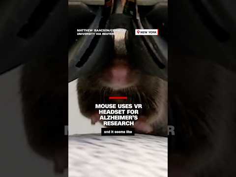 Mouse uses VR headset for Alzheimer’s research