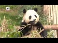 Fans bid farewell to South Korea-born giant panda  - 01:02 min - News - Video