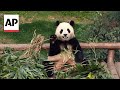 Fans bid farewell to South Korea-born giant panda