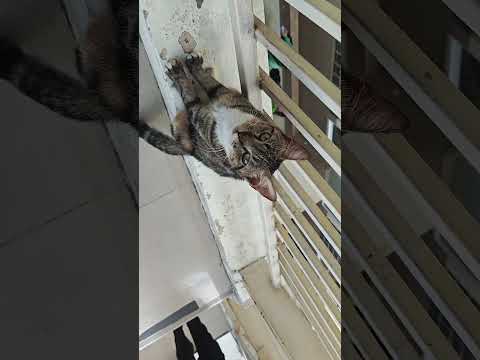 train cats #kucing #cats #video #viral #cute #jakarta #makeup #lipstick #game #lucu #kuliner #how