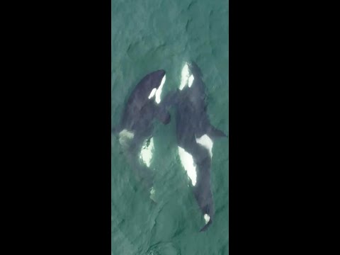 Orca Life Beyond Captivity 🐳. #FrozenPlanet2
