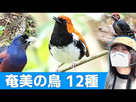 奄美の森は鳥がいっぱい♪【野鳥撮影vlog】