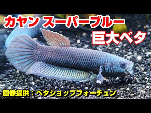 【高級熱帯魚】ワイルドベタ撮影会！迫力満点！【カヤンスーパーブルー】