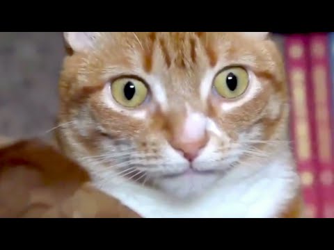 20 Funniest Videos of the Decade