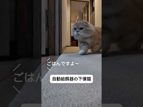 0.1秒で駆けつける、食いしん坊の本気ダッシュ #猫 #cat #スコティッシュフォールド