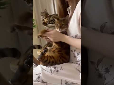 猫パンチ無限ループ🐾💛