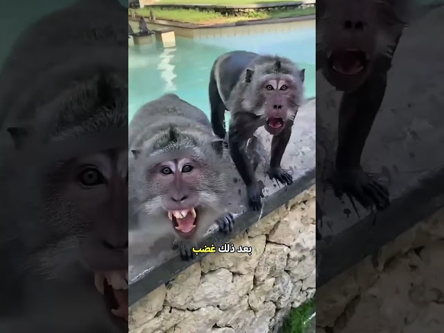 لا تدفع قردًا بريًا في حوض السباحة 😯😱