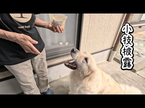 今日のおやつは珍し過ぎていつも出来ない小技まで披露してしまう犬。　#メイちゃんねる #doggybox
