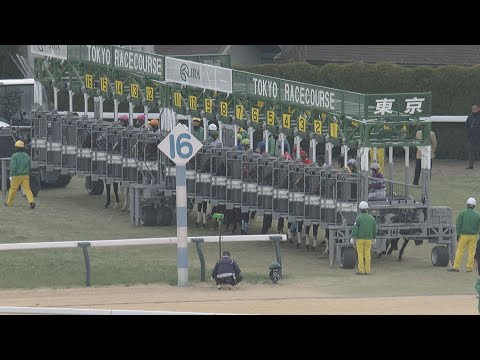 2025 FEBRUARY STAKES (G1) | JRA Official