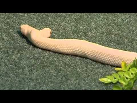Two-headed snake joins zoo