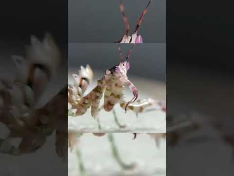 DR.PLANTS💃 Dancing with Praying Mantis🤯