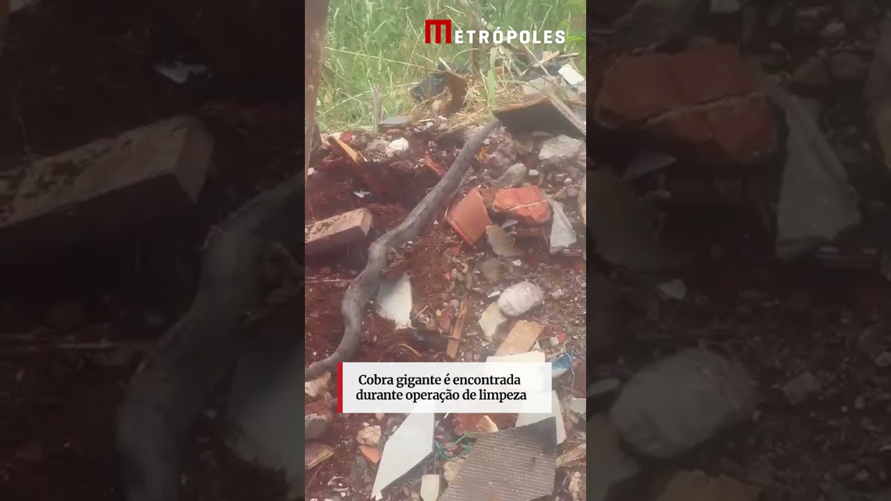 Cobra gigante é encontrada durante operação de limpeza