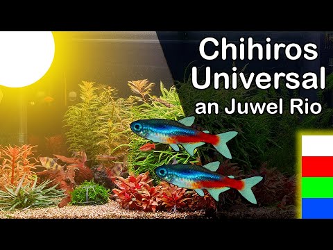 Chihiros Universal WRGB an Juwel Rio 125 (174)