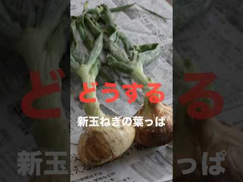 超レアな葉っぱの付いた新玉ねぎ。ところで葉っぱはどうしよう？という疑問にズバリお答えします！